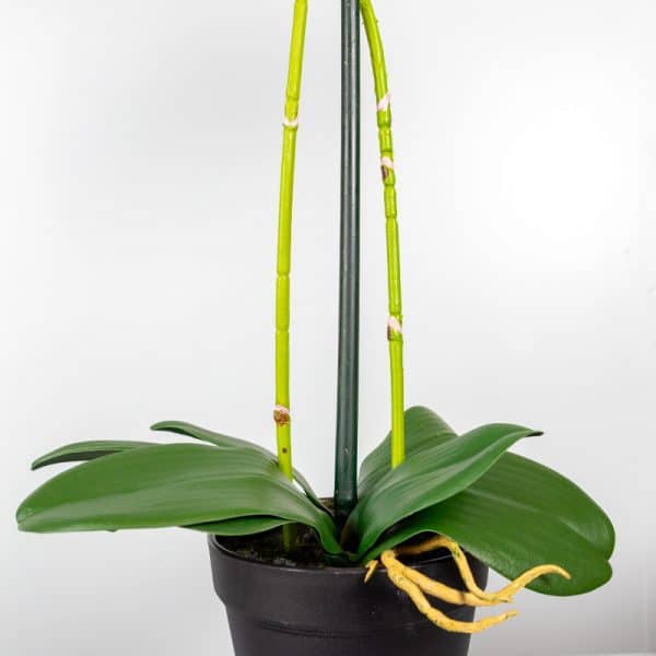 Kunstplant Orchidee 2 tak wit steel