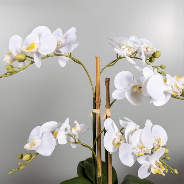 Orchidee 3 tak wit mini bloem
