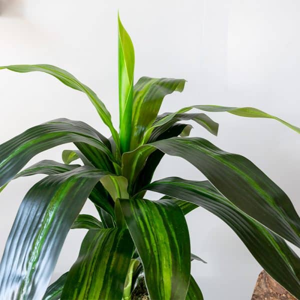 Kunstplant Dracaena fragrans 60 cm