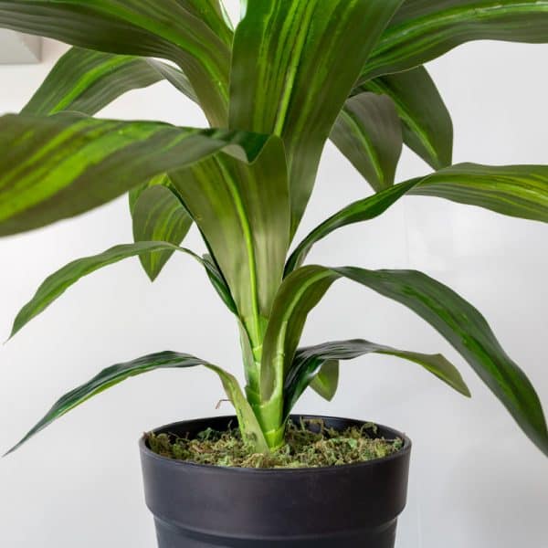 Kunstplant Dracaena fragrans 60 cm