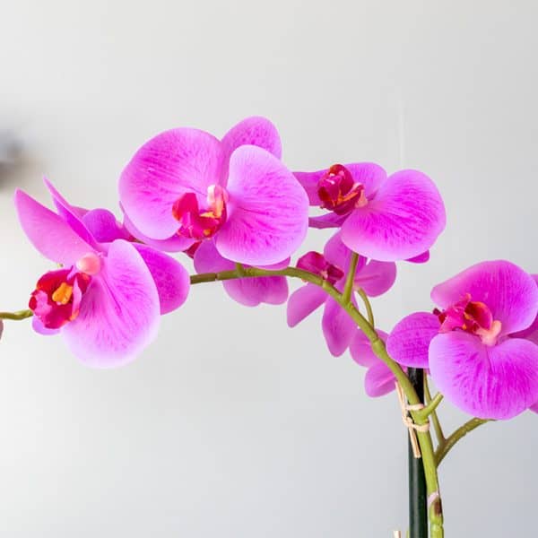 Kunstplant orchidee roze 2 tak bloem
