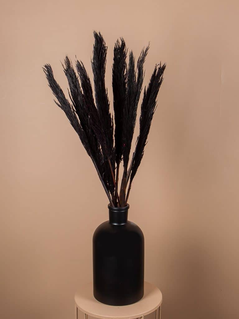 Droogbloemen pluimen nanal zwart