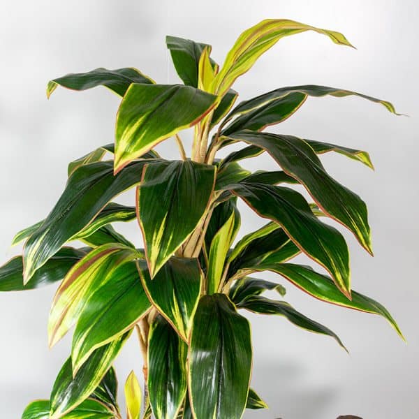 Kunstplant Cordylinefruticosa 100 cm blad
