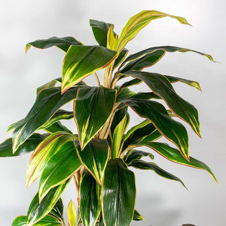 Kunstplant Cordylinefruticosa 100 cm blad