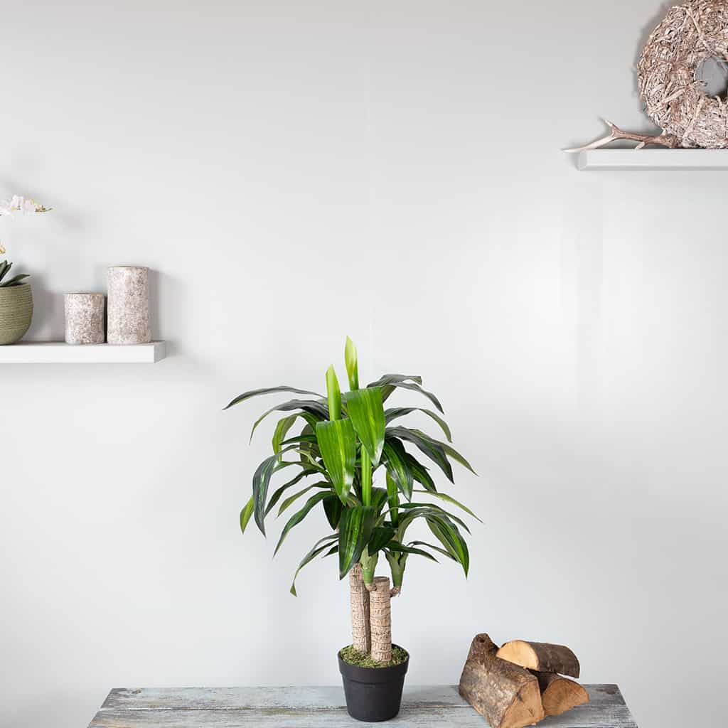 Kunstplant Dracaena fragrans 85 cm