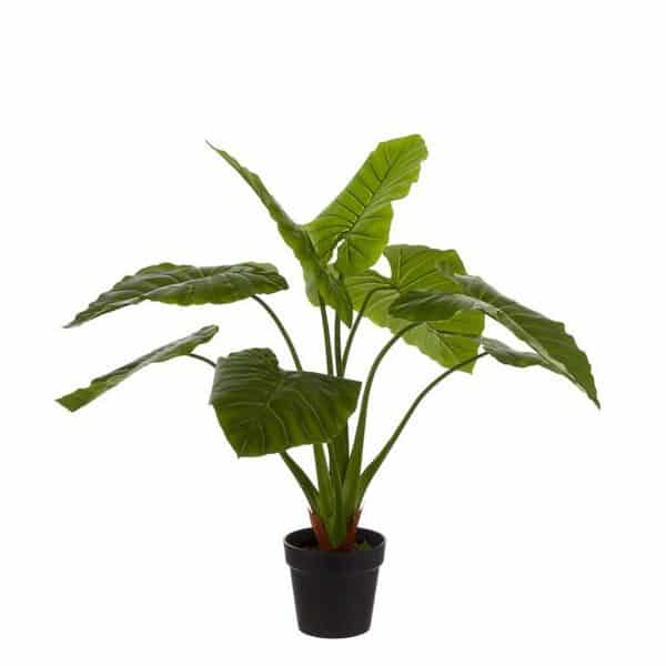 Philodendron 100 cm resultaat