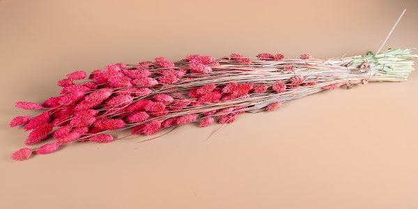 Phalaris roze